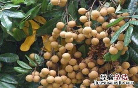 如何修剪龙眼树 如何修剪龙眼树枝