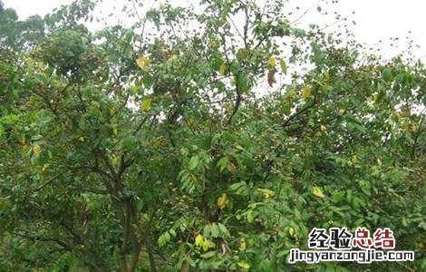 如何修剪龙眼树 如何修剪龙眼树枝