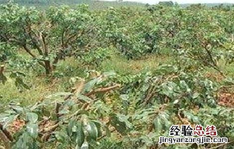 如何修剪龙眼树 如何修剪龙眼树枝