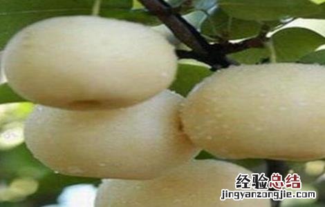 怎么提高雪梨的产量 怎么提高雪梨的产量和产量