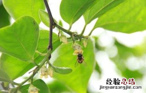 柿子怎么人工授粉