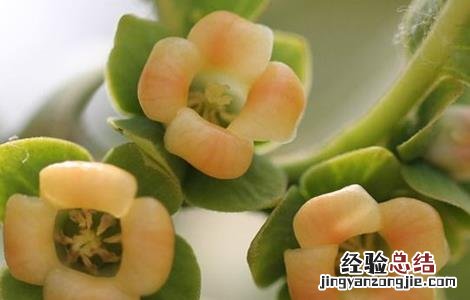 柿子怎么人工授粉