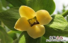 柿子怎么人工授粉