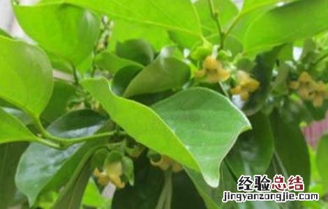 柿子怎么人工授粉