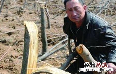 柿子怎么修剪 柿子如何修剪
