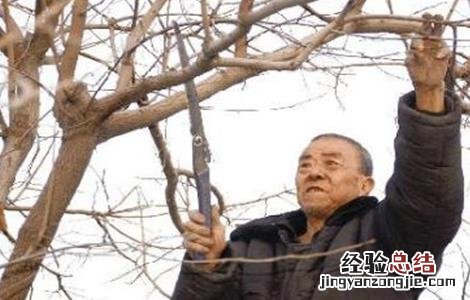 柿子怎么修剪 柿子如何修剪