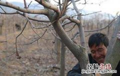 柿子怎么修剪 柿子如何修剪