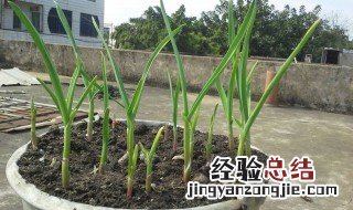 蒜苗在什么季节生长 蒜苗在什么季节生长最旺盛
