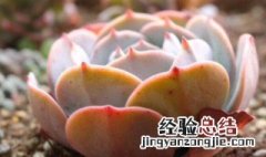 红粉台阁有毒吗 蓝粉台阁和红粉台阁哪个贵