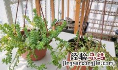 新玉缀掉叶子什么原因 新玉缀叶子掉了怎么办