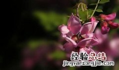 紫槐花播种时需要做什么防护 紫槐花播种时需要做什么