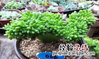 新玉缀开花会死吗 玉缀开花以后怎么处理