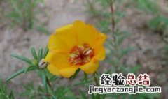 半枝莲啥时候播种 半枝莲种子什么时候播种最好