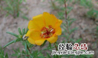 半枝莲啥时候播种 半枝莲种子什么时候播种最好