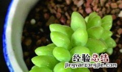 新玉缀如何繁殖 新玉缀怎么繁殖