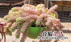 新玉缀多肉怎么养 新玉缀多肉植物怎么养