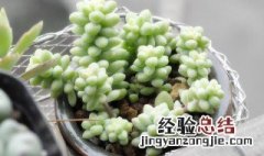 多肉新玉缀适合露养吗 玉缀多肉可以露养吗