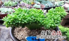 新玉缀有毒吗 新玉缀的气味