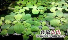 水芙蓉能在鱼缸养吗 鱼缸养水芙蓉净化水吗