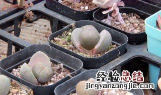 生石花怎么繁殖 生石花怎么繁殖多一些
