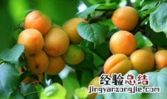 杏子和西瓜能一起吃吗 杏子和西瓜能一起吃吗会中毒吗