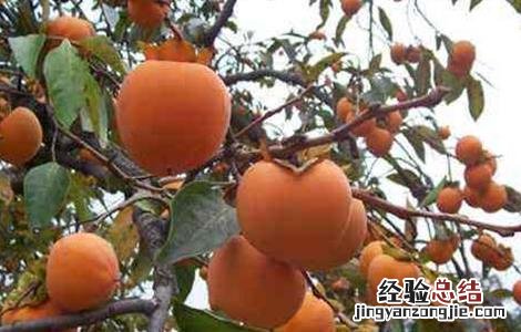 柿子落花落果是什么原因 柿子落花落果怎么办