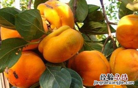 柿子落花落果是什么原因 柿子落花落果怎么办