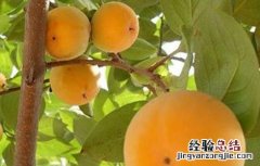 柿子落花落果是什么原因 柿子落花落果怎么办