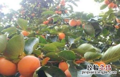 柿子落花落果是什么原因 柿子落花落果怎么办