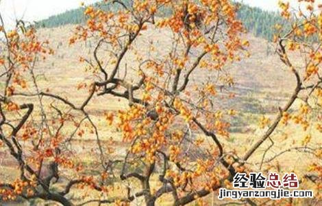 柿子落花落果是什么原因 柿子落花落果怎么办