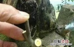 柿子嫁接技术视频直播 柿子的嫁接技术
