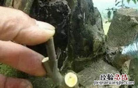 柿子嫁接技术视频直播 柿子的嫁接技术