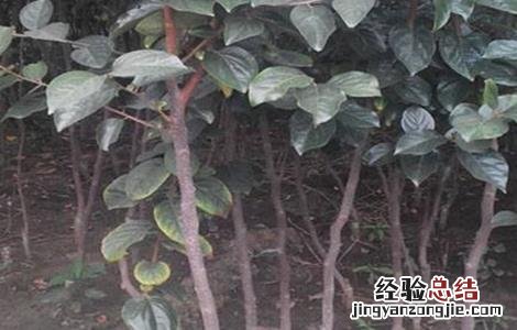 柿子嫁接技术视频直播 柿子的嫁接技术