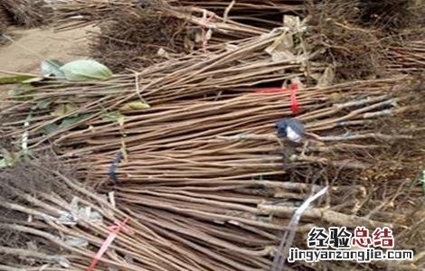 柿子嫁接技术视频直播 柿子的嫁接技术