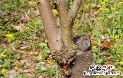 柿子嫁接技术视频直播 柿子的嫁接技术