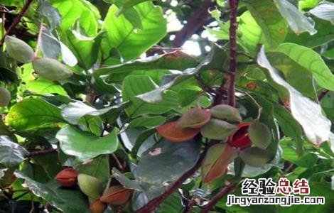 凤眼果的种植方法和管理 凤眼果的种植方法