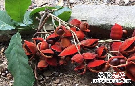 凤眼果的种植方法和管理 凤眼果的种植方法