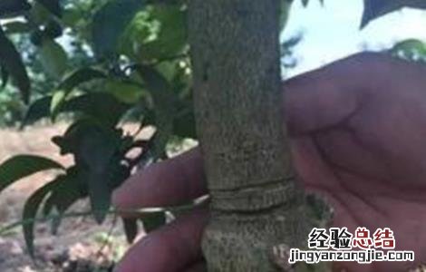 脐橙的保花保果方法 脐橙保花保果打什么药