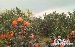 脐橙的保花保果方法 脐橙保花保果打什么药