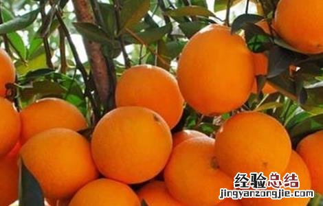 脐橙的保花保果方法 脐橙保花保果打什么药