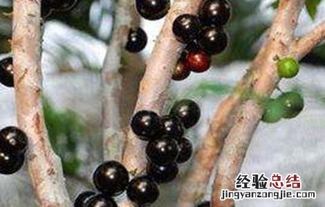 嘉宝果繁殖技术 嘉宝果的繁殖方法