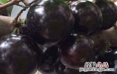 嘉宝果繁殖技术 嘉宝果的繁殖方法