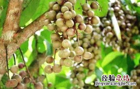 木奶果的种植技术 木奶果的繁殖方法