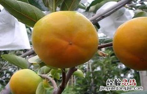 柿子的种植条件 柿子的种植环境