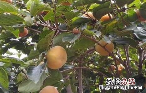柿子的种植条件 柿子的种植环境