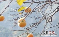 柿子的种植条件 柿子的种植环境