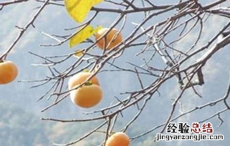 柿子的种植条件 柿子的种植环境