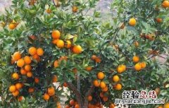 橙子抗冻吗 橙子的防寒抗冻技术
