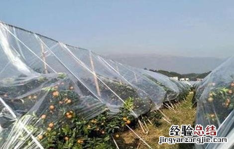 橙子抗冻吗 橙子的防寒抗冻技术
