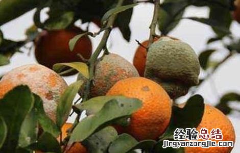 橙子抗冻吗 橙子的防寒抗冻技术